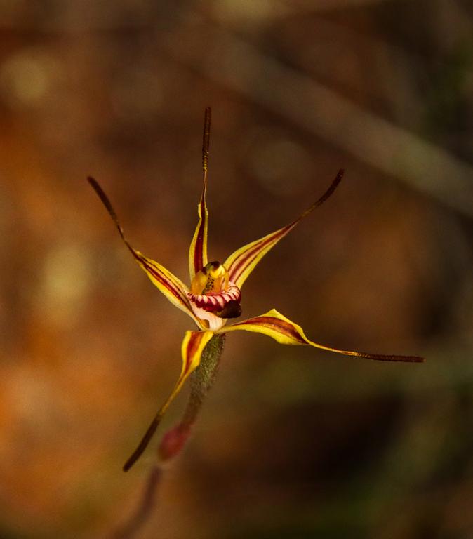 Sigmoid spider (Caladenia sigmoidea)