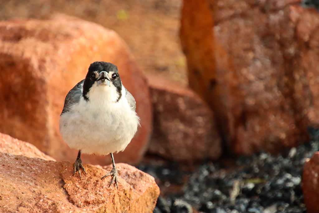 Grey butcherbird at Gawler Ranges NP