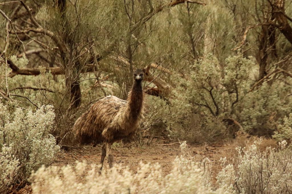 Emu at Gawler Ranges NP