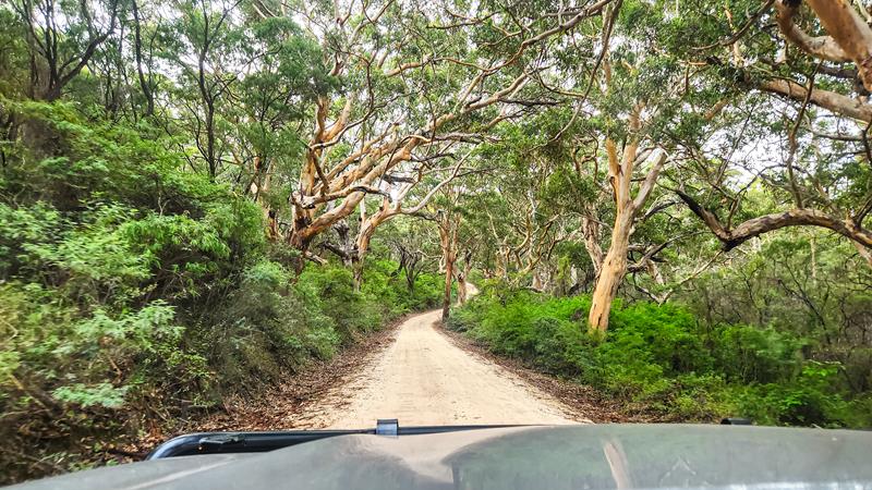 Boranup Forest unsealed road